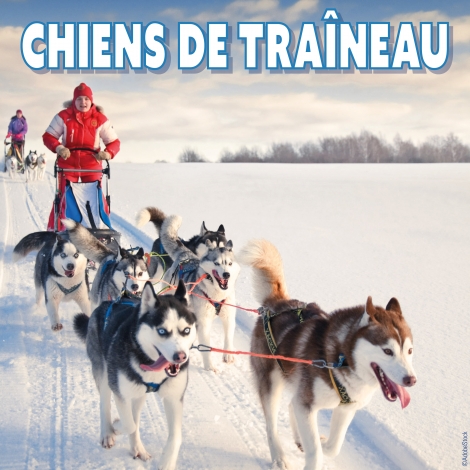 CMCAS Pays de Savoie- Journée pleine air -Chiens de traineaux